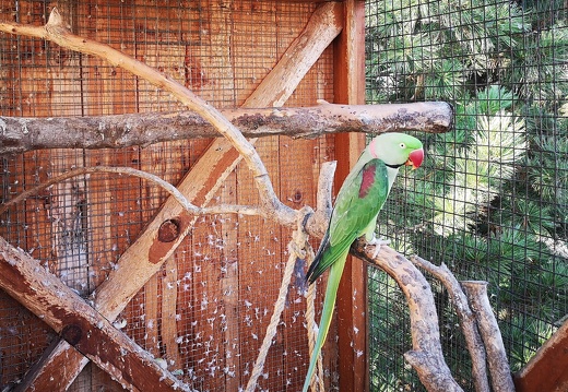 Hospicovy-park-papousek
